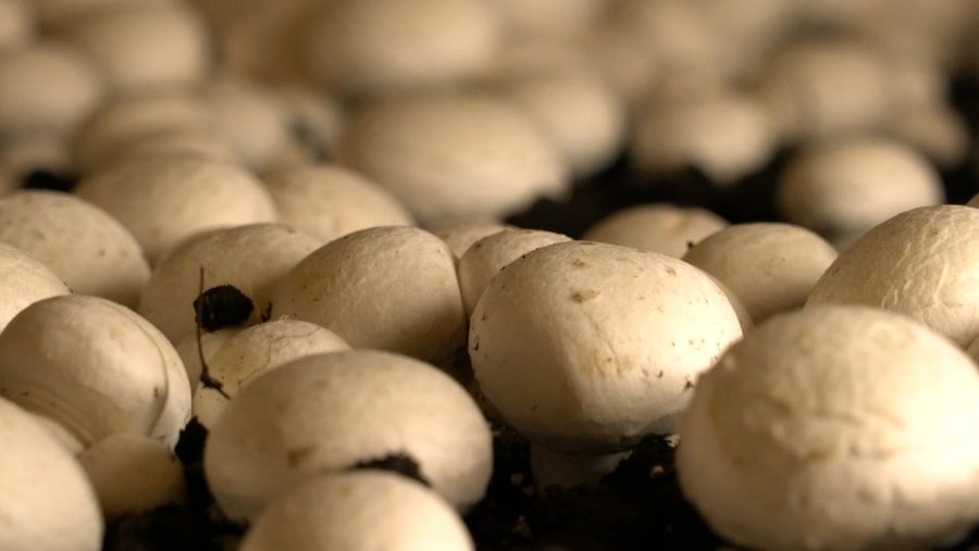 To-Jo: Mushrooms with a Mission