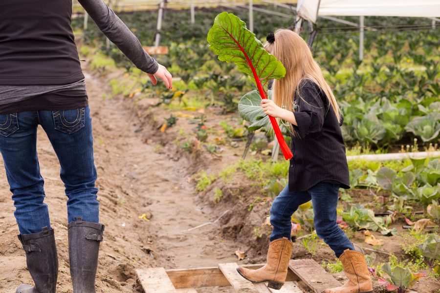 Market Report: Winter Greens