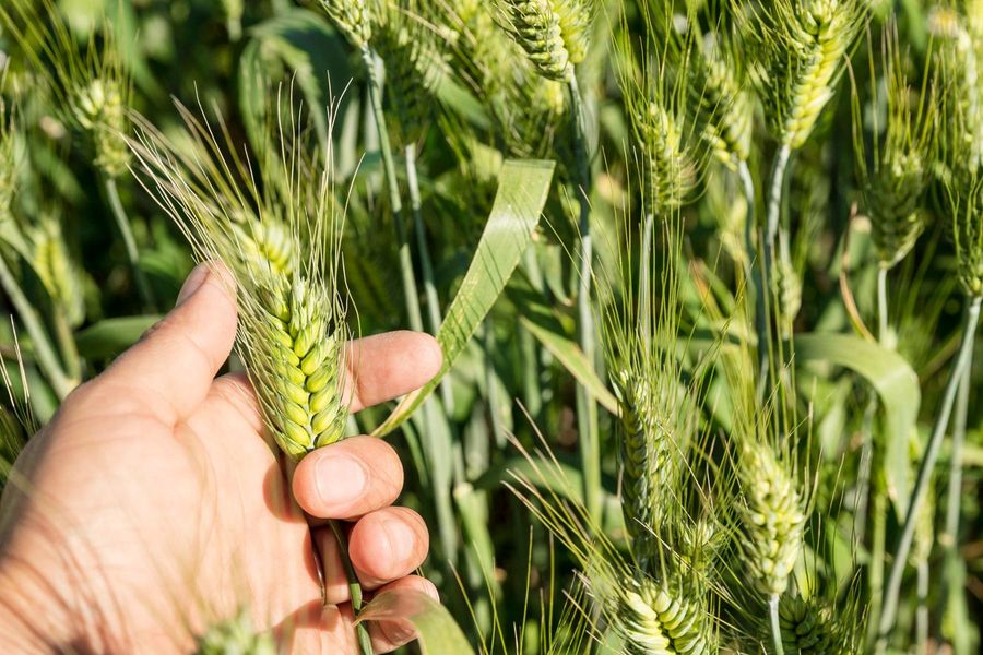 Understanding Gluten