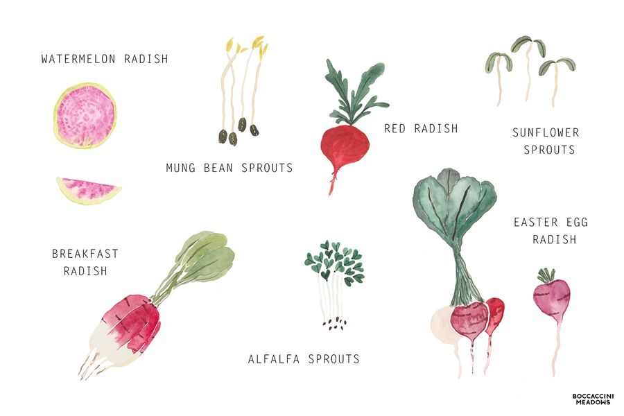 Spring Market Watch: Radishes & Sprouts