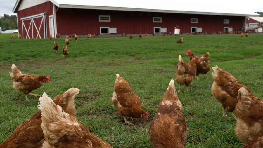 Sun Basket On The Road: Pete & Gerry's Organic Eggs