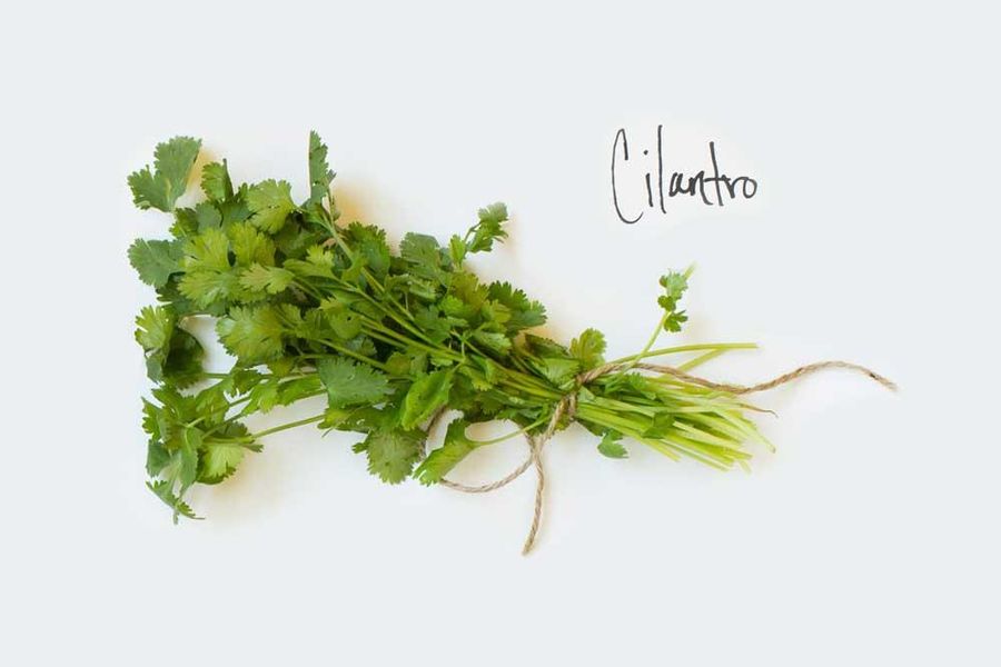 Cilantro Pesto